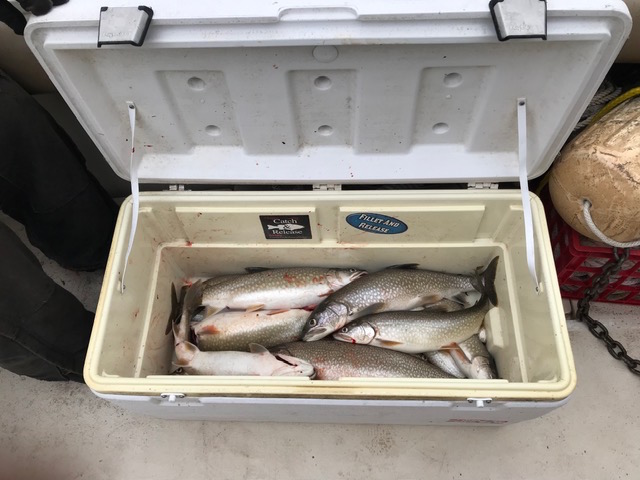 cooler of fish